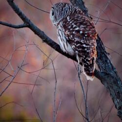 Lori Sitton - avatar