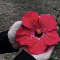 tracie2rich - avatar